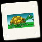 Turtle.jpg